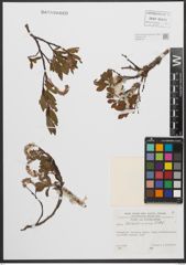 Foto von Salix waldsteiniana Willd.